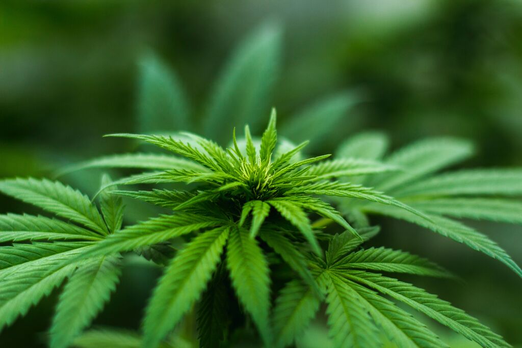 Drug laws in Italy  
